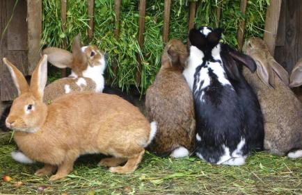 Ferienwohnung Josef Müller - Foto 13