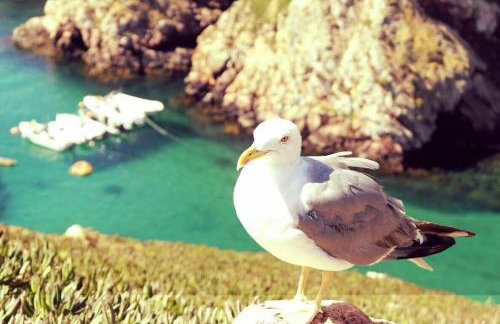 Casa Moinho do Oeste - West Windmill Portugal - Foto 19