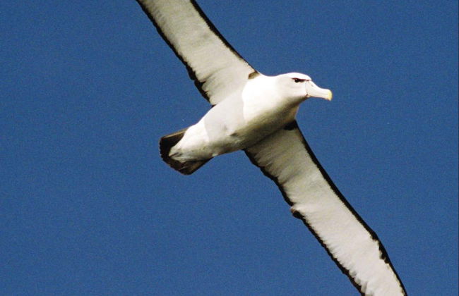 Excursion à Bruny Island avec balade en bateau - Photo 6