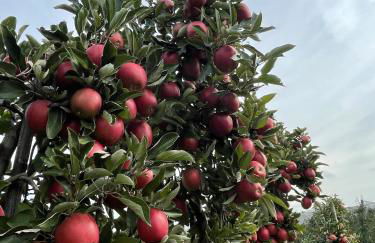 Hofgut Bergchalet Mirabell - Natururlaub am Bodensee - Foto 56