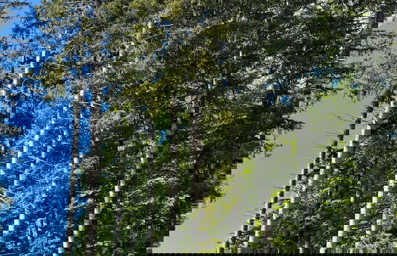 Apartments Storzek - Foto 37