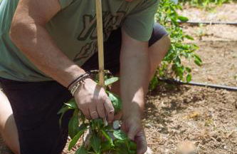 Ilyessa Cottages - Foto 36