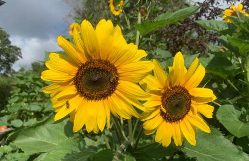 Biesdorf-verkehrsgünstig und ruhig - Foto 3