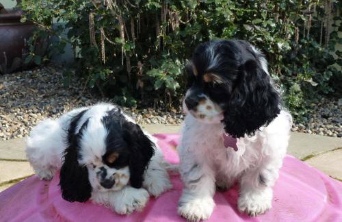 Mollett's Farm - Foto 31