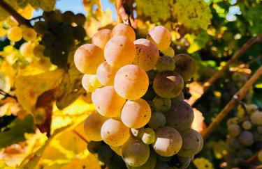 Sonnenlay Lounge - Studio & Ferienhaus - Foto 49