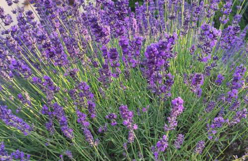 Flussperle - Foto 31