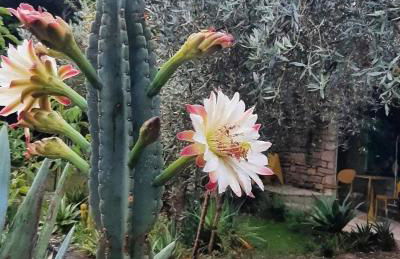 Atelier dei Ciliegi - Foto 13