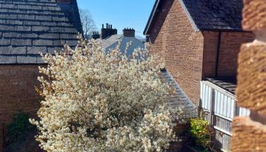 Gidansu - Photo 3, Garden view