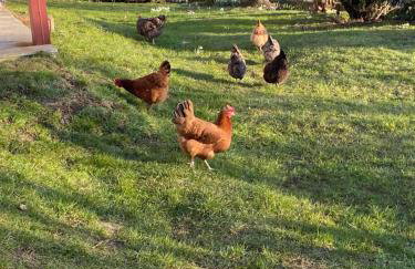 Kastanienhof - Photo 15