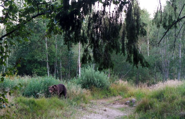 Bear Watching and Photography Hide - Foto 5