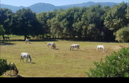 Hameau By Bellavista - 300m de la plage - terrasse - parking - piscine - Photo 21