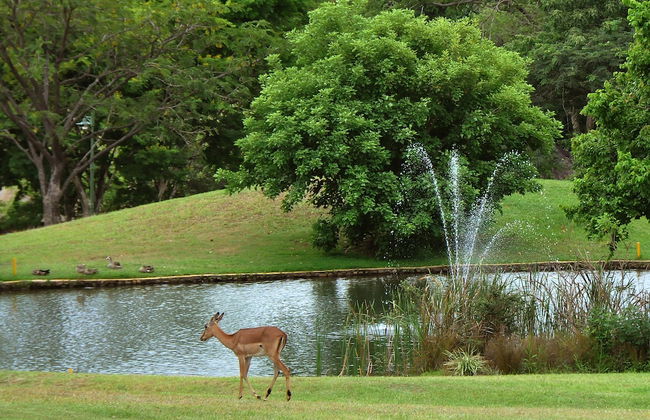 Kruger Park Lodge Unit No. 267 - Photo 42