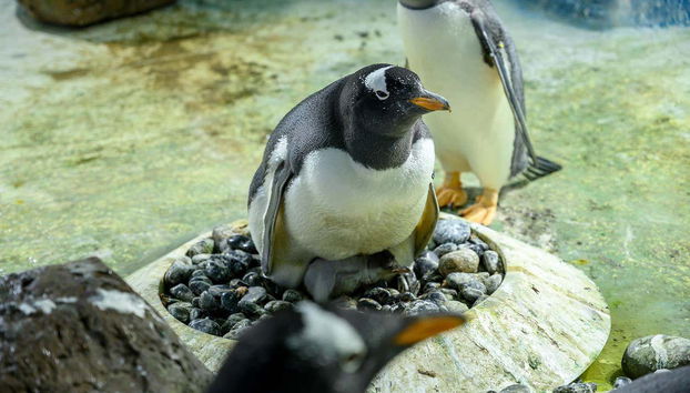 Un pingüino en SEA LIFE® Birmingham