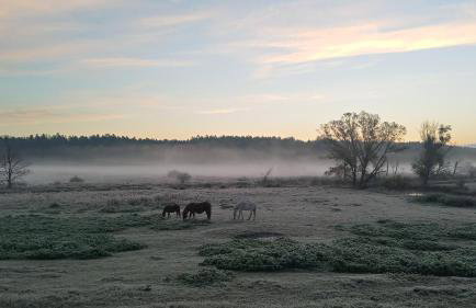 Forreset - leśny reset - Foto 37