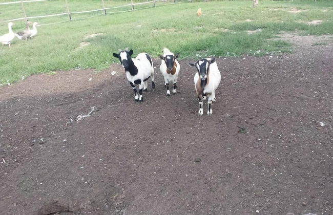 Agriturismo Quadrifoglio Relax - Foto 37