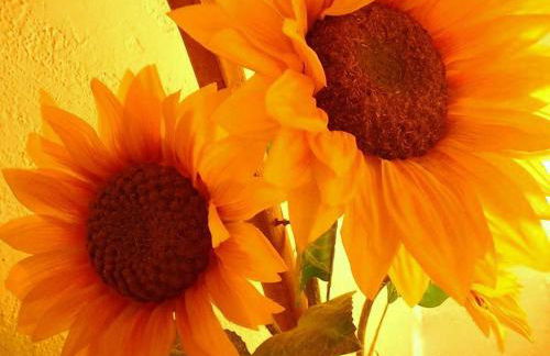 Le Mas O DI VIN - Foto 15