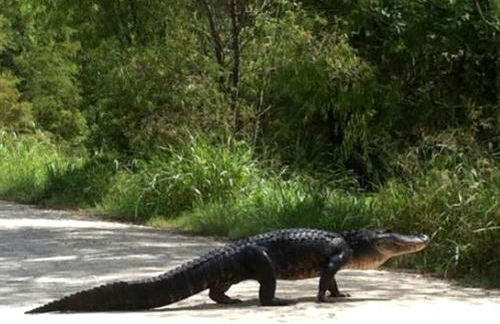 Scenic Bed and Breakfast Accommodation on Lake Martin near Lafayette, Louisiana - Foto 6
