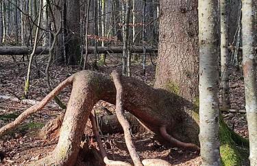 Ferienwohnung 37 Sonnenwald - Foto 50