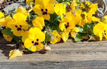 Pia's house garden - Foto 25