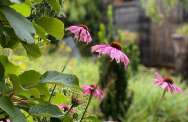 Tiny House Igluhut - Foto 18