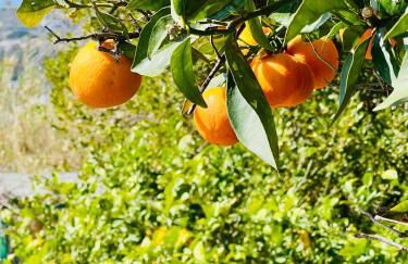 Villa Joyosa Apartments - Photo 51