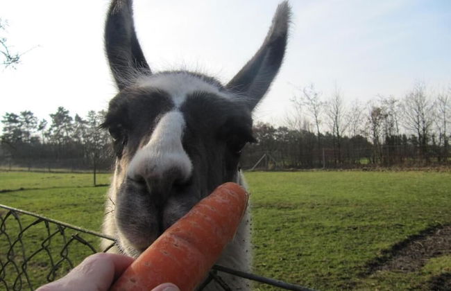 Billund Farm Holiday - Photo 40