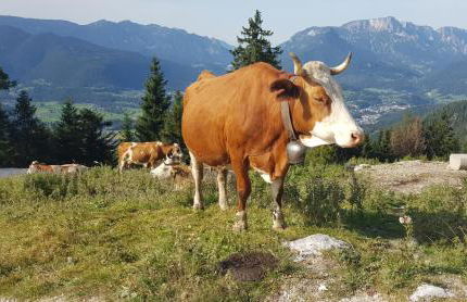 Alpina Inzell Wohnung 454 - Foto 31