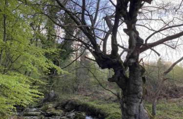 Guest house Elatochori - Foto 50