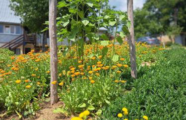 Apartman Barbara - Foto 25