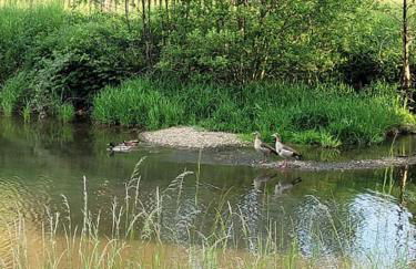 Ferienwohnung Landidyll, Whirlpool, Minipigs, Ponys, Familien - Foto 7