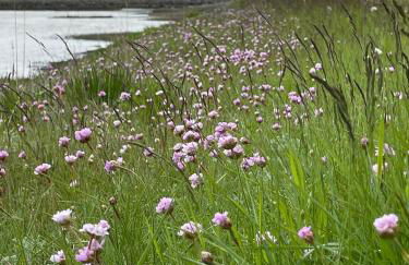 Ferienwohnung HEIN am Nordseedeich - Photo 18