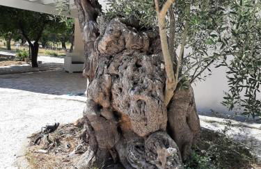 Tenuta Pizzi - Foto 18