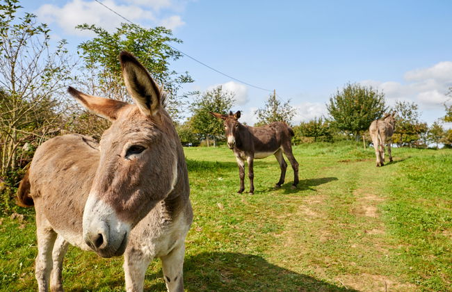 La Favrais - Foto 35