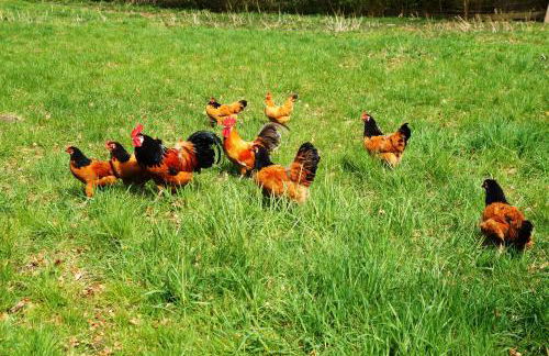 Ferienpension Lindenhof - Ferienwohnungen in der Lüneburger Heide - Foto 45