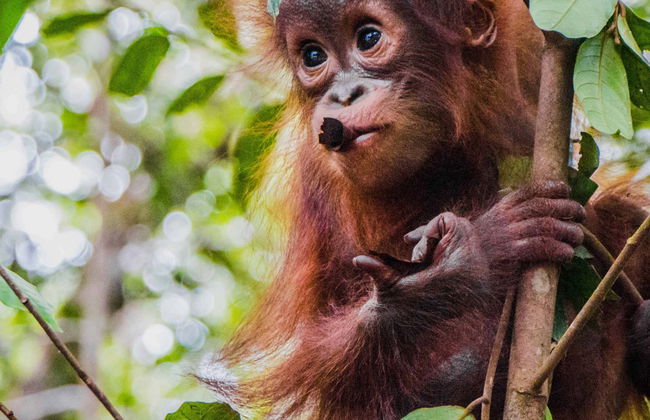 Crucero privado por Borneo con avistamiento de orangutanes en barco superior - Foto 1