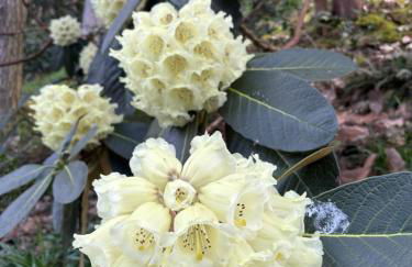 North Lodge Kilmun - Foto 62