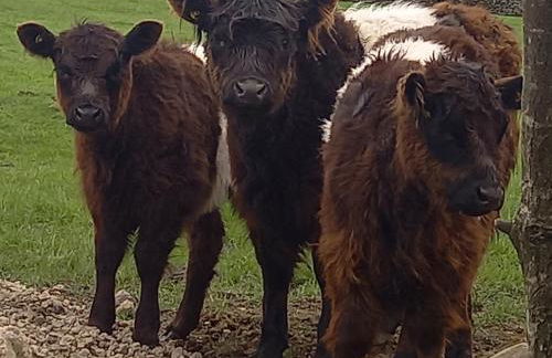 The Journeyman Luxury Shepherds Hut - Foto 34