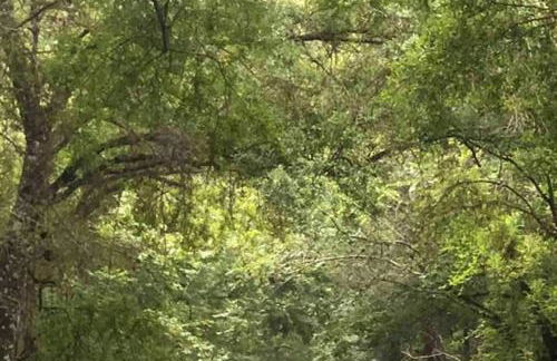 Peaceful Country Retreat - Foto 31