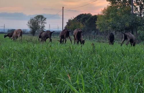 Agriturismo - La capra amaltea - Foto 50