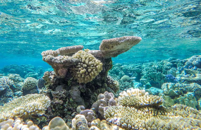 Manta Ray Snorkelling Speedboat Trip - Photo 6