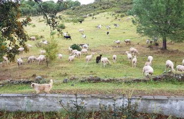 Monte Das Ferrarias - Foto 28