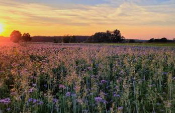 NEU Luxuriöses Tinyhaus Ferienhaus FREYR einmalig in Lübbenau - Foto 34