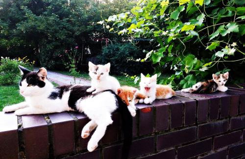 Agroturystyka Pod Modrzewiami - Foto 68