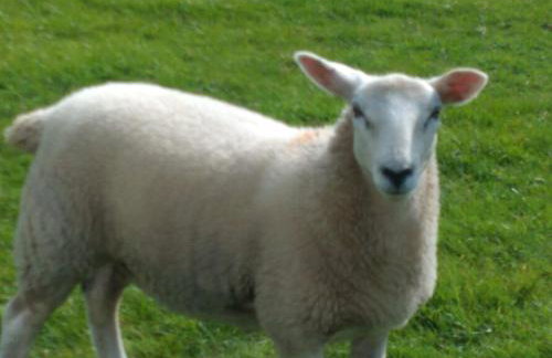 Brook Cottage Askrigg - Photo 46