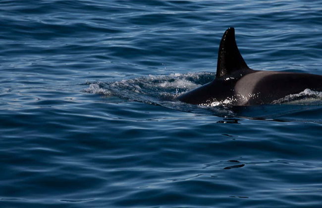 Avistamento de baleias em Isafjordur - Foto 1