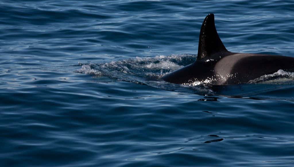 Una ballena asomándose