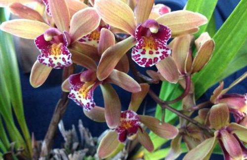 Puolani Iki-Sweet lil cottage near National Park - Foto 4