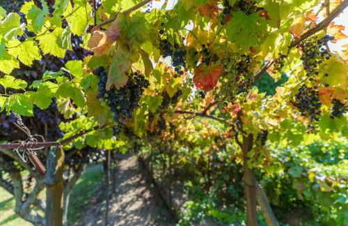 Quinta de Villa Franca - Douro - Foto 3