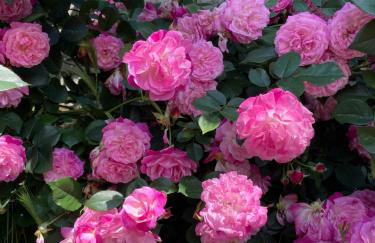 Foresteria Curt d'Amun - Calorosa casa in montagna a Rore - Foto 23