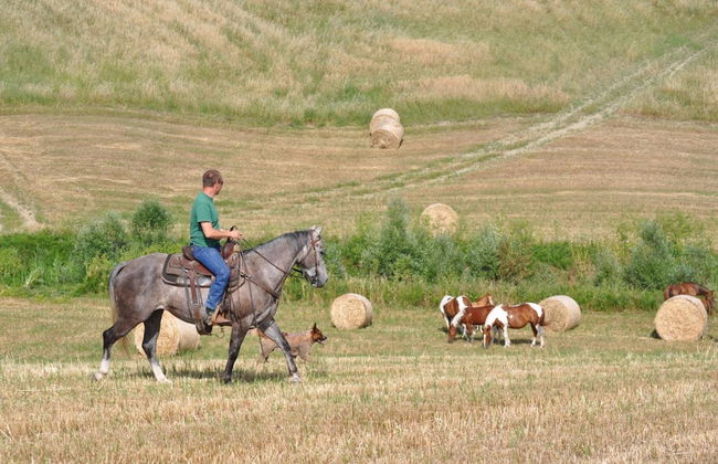 Masseria Straziuso - La Vaccariccia - Photo 15